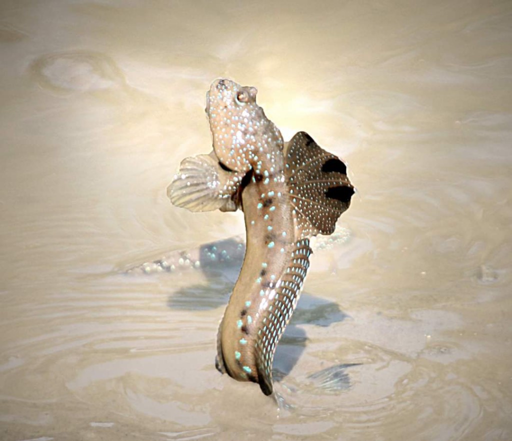 Mudskipper in mangrove mud