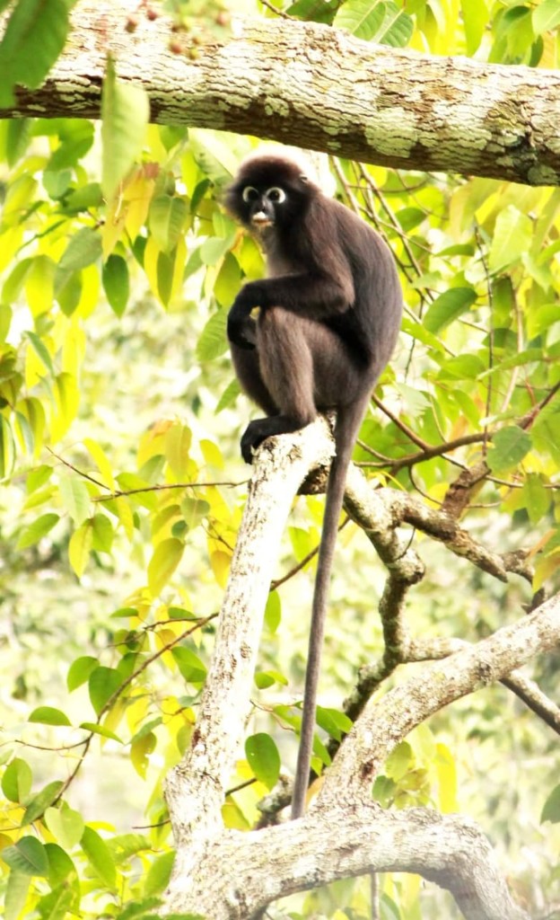 Dusky leaf monkey in mangrove trees