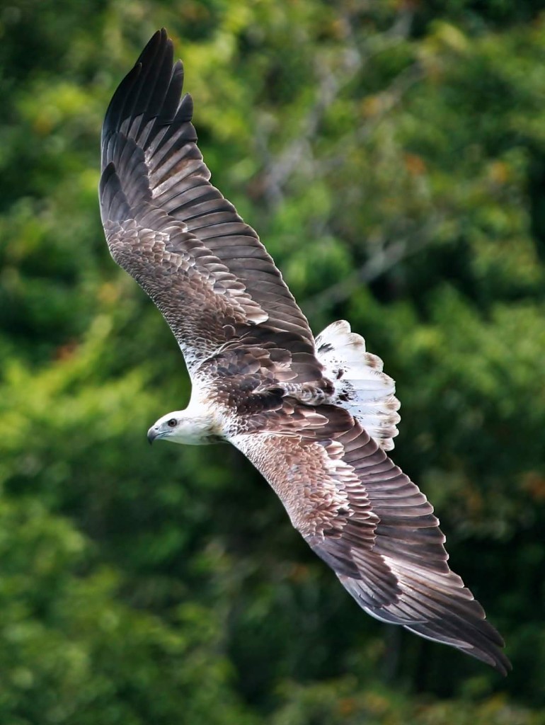 Eagle flying over Langkawi mangrove