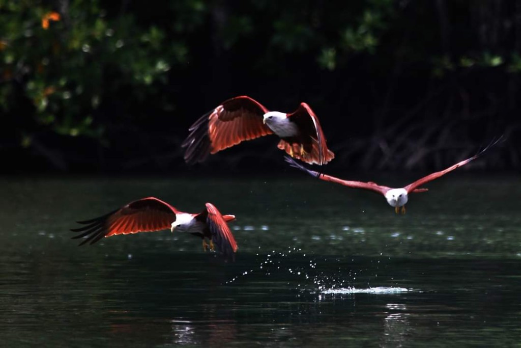 Brahminy kites hunting over water