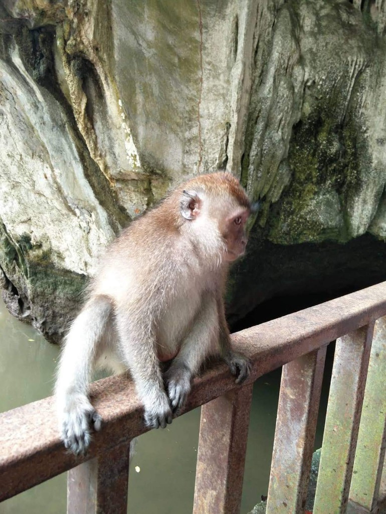 Monkey near limestone cave walkway