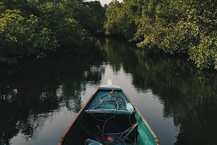 Mangrove tours from Tanjung Rhu